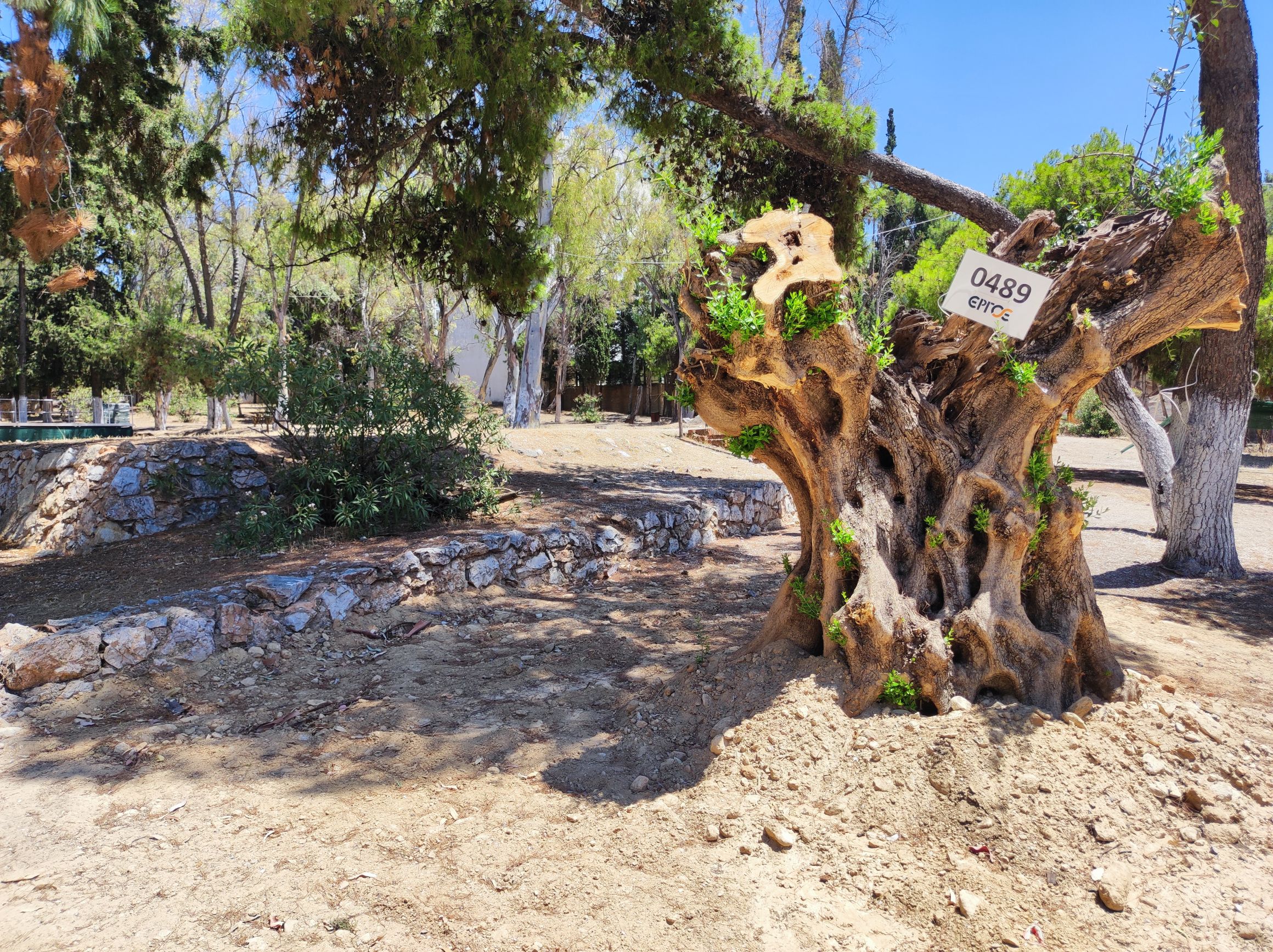 Επτά ακόμα αιωνόβιες ελιές βρήκαν νέο σπίτι στον Δήμο Ηρακλείου Αττικής