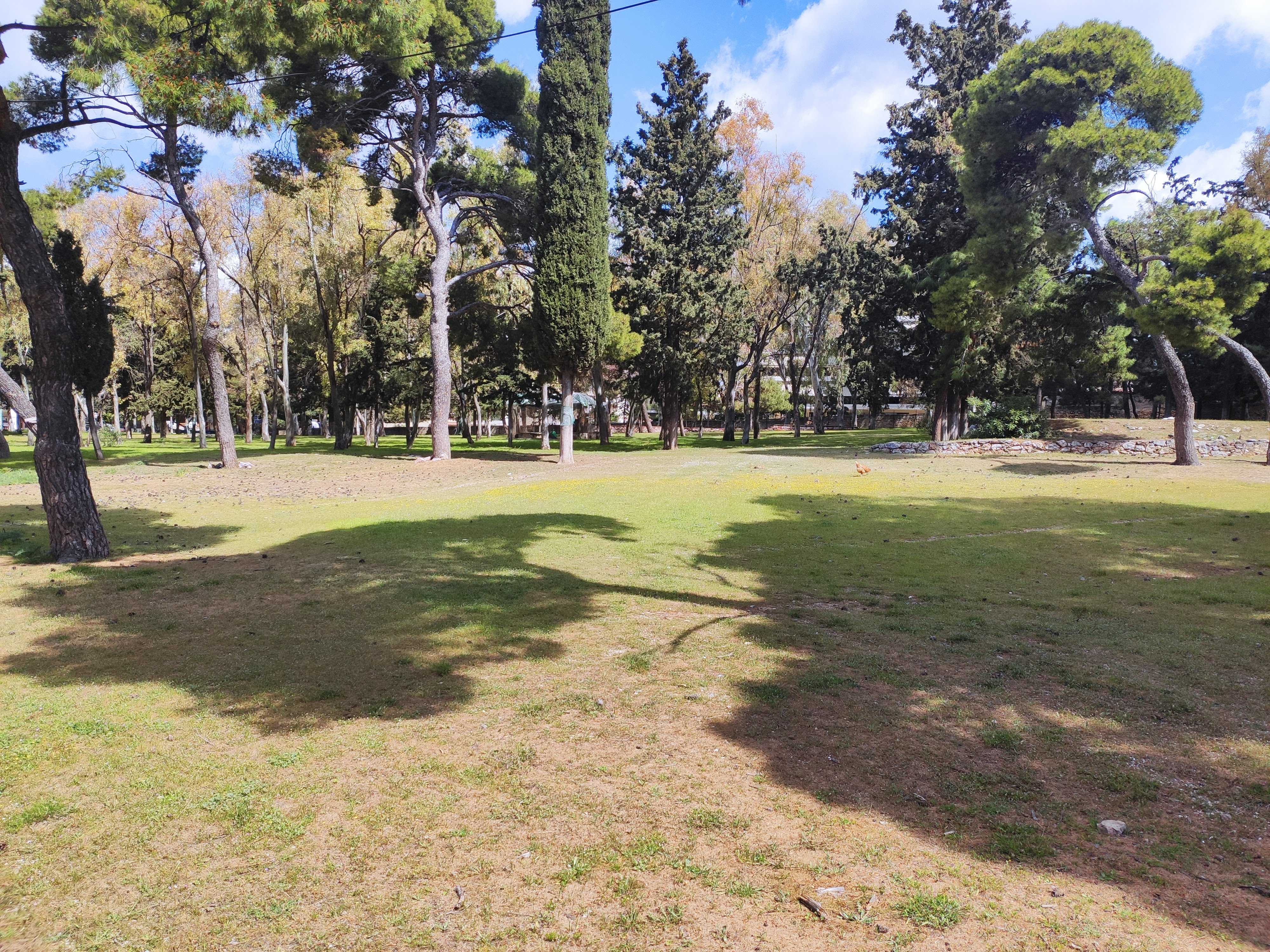 Εκατοντάδες δέντρα φυτεύει το επόμενο διάστημα ο Δήμος Ηρακλείου Αττικής: τα εξασφάλισε από χρηματοδοτούμενο πρόγραμμα