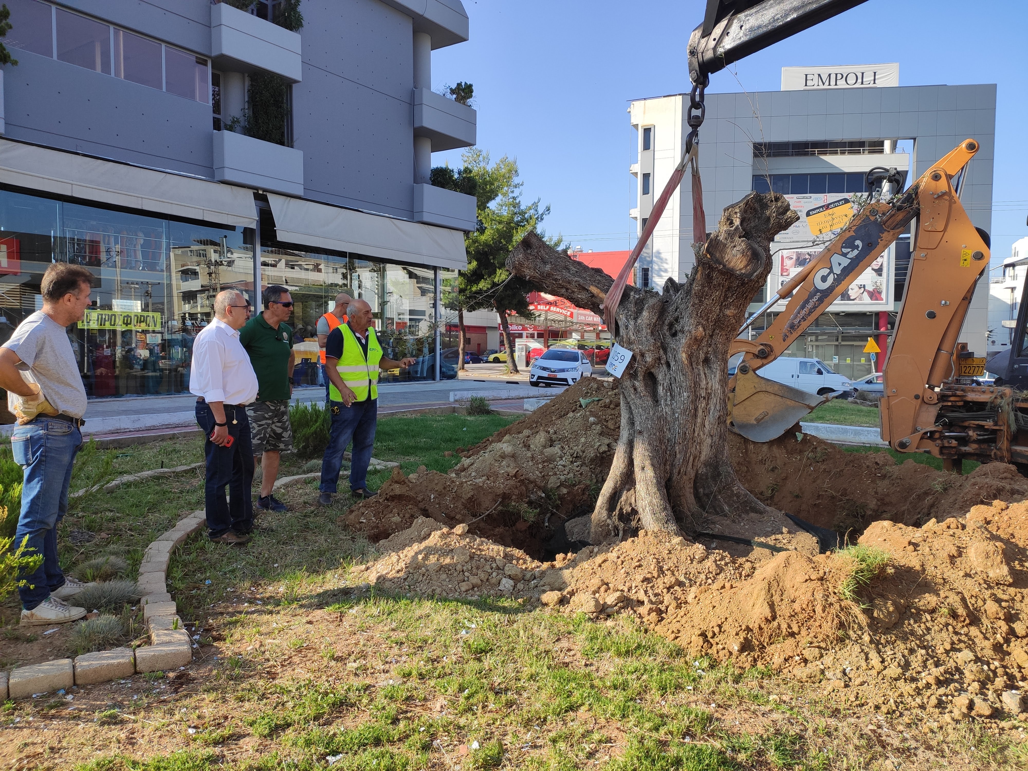 Μια υπεραιωνόβια ελιά 300 ετών… μεταδημότευσε στον Δήμο Ηρακλείου Αττικής